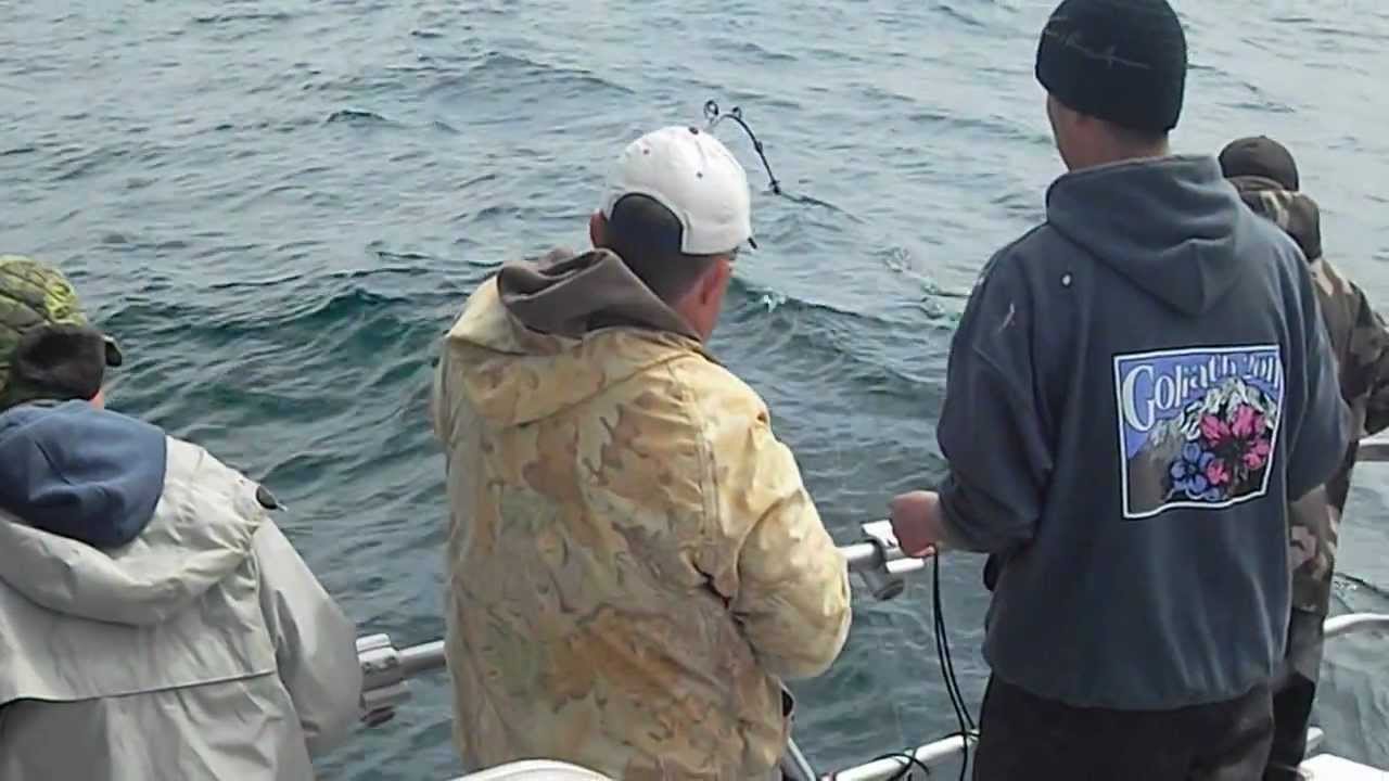 Halibut Fishing Seward Alaska with Puffin Charters June 2012 big fish #1 video