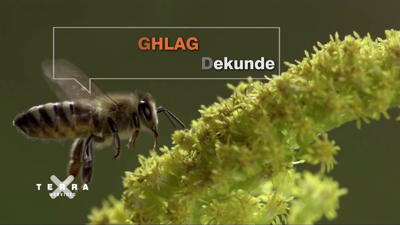 10 feiten over honingbijen gezien door Super HD camera.  Duitstalig. Video van TerraX / ZDF.
