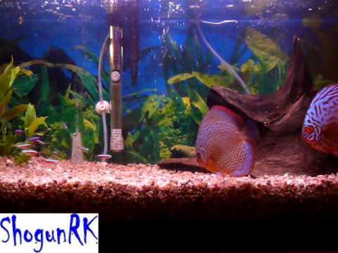 Discus fish (Disco Turquesa Azul) coridoras albina Tetra cardenal 5