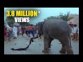 Rajendrudu Gajendrudu Movie Elephant Save Shop Keeper Action Scene Rajendra Prasad Soundarya