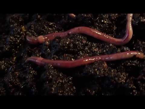 How to Raise African Night Crawlers