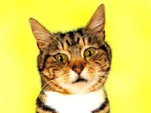 sad and lonely kitty