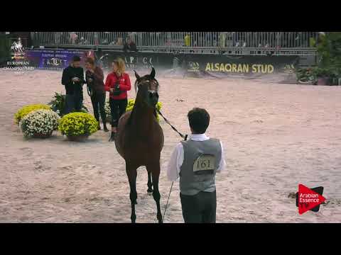 N.161 MASOUN AL ADEYAT - Verona 2017 - 3 Years Old Colts (Class 6)