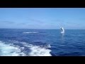 Flying Mako Shark Jumping Out Of The Water