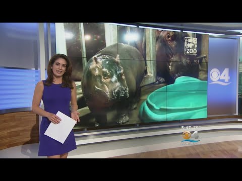 Hippo Baby Fiona Gets Her Own Show