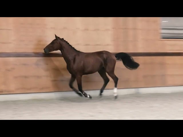 gaits