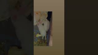 Florida White Rabbits Videos