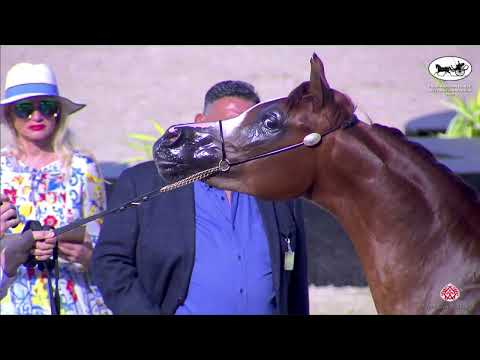 N 139 MARWA AL HAMAD   ERAB Arabian Horse International Show   Yearling Fillies Class 3D