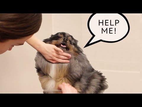 GROOMING MY POMERANIAN AT HOME | DIY Dog Grooming & The Tools I Use