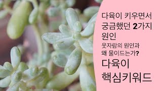 다육이