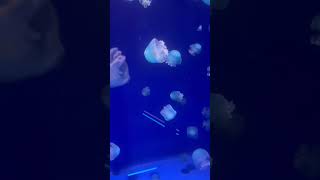 クラゲ2
