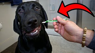 Labrador Puppy Brushes Teeth For The First Time!!