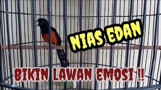 Download lagu murai Nias gacor || bongkar materi pembangkit emosi lawan mp3