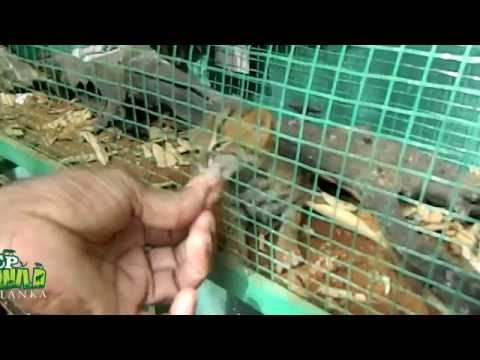 Baby Rusty-spotted cat | Wildlife | Animals