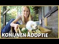 REAGEREN OP JULLiE KONiJNEN ADOPTiE REACTiES! | Bellinga Vlog #2577