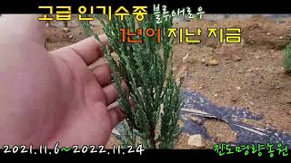 유럽  인기 조경수  블루애로우 1년이 지난지금