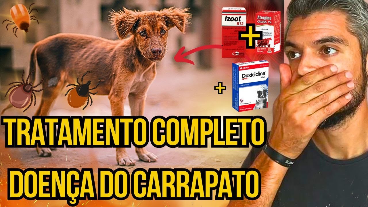 ANTIBIÓTICO PARA DOENÇA DO CARRAPATO NÃO FUNCIONA MELHOR DOXICICLINA P/ CÃES TRATAR CACHORRO DOENTE