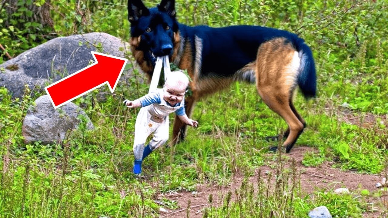 Bear Refuses To Let Baby Go - Ranger Bursts Into Tears When He Discovers Why