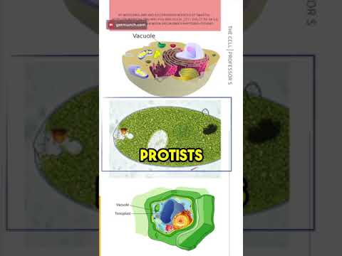 Vacuoles: the secret of cell maintenance