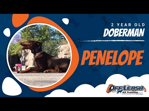 2-Year Old Doberman, Penelope!  Doberman Dog Training | Off Leash Doberman Obedience