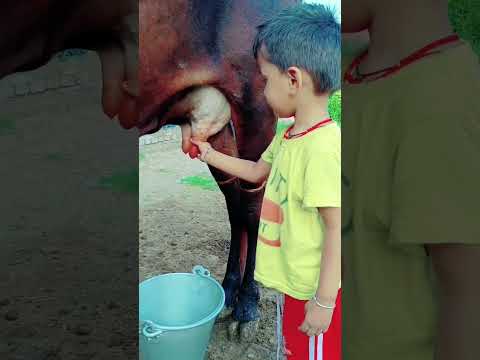 choti choti gaiya tyrut dy #love #song #funny