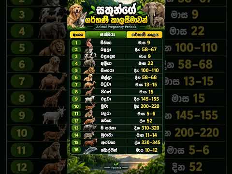 🐘🐬 සත්ව ලෝකයේ පුදුම හිතෙන ගර්භණී කාලසීමාවන්! 🐾#AnimalFacts #WildlifeFacts #SinhalaFacts