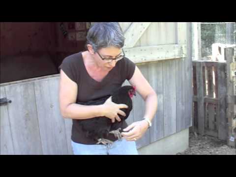 Chicken Keeping Basics - How To Pick Up A Chicken