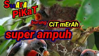 Download lagu suara pikat burung cit merah atau kemade terbukti sangat ampuh untuk memikat mp3 Download lagu suara pikat burung cit merah atau kemade terbukti sangat ampuh untuk memikat mp3