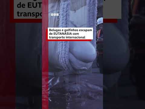 Baleias belugas e golfinhos escapam de eutanásia com transporte internacional