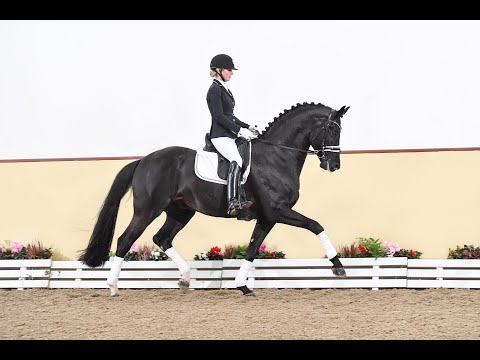 Donier - Stallion Collection Schockemoehle & Helgstrand 2021 ENG