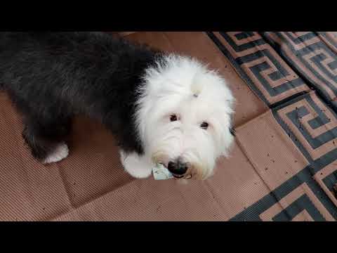 YouTube video about: How to get mud out of dog fur?