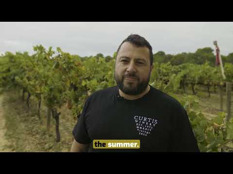 Curtis Winery