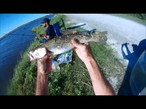 Catch and Cook, Speckle Trout V8 Curry Ramen