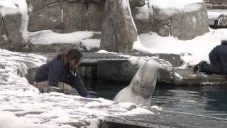 preview picture of video 'Meet a Mystic Aquarium belgua whale trainer'