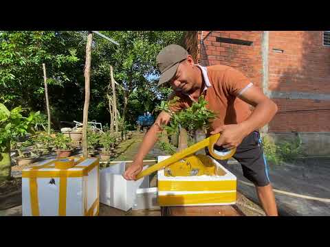 Cách đóng bon sai, mai vàng gửi đi xa không bị gãy