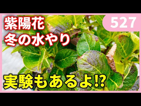 アジサイの越冬方法は？ 11月にやるべきすべての正しいこと  庭園