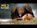 THE SWISS ALPS Secrets Of The Apex Hunters Animal Documentary