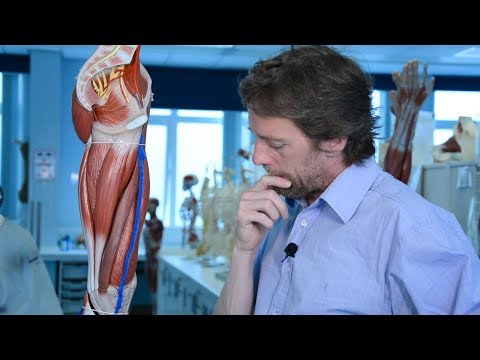 Veins of the lower limb (varicose veins, DVT)