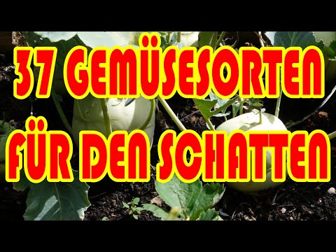 Crops that grow in the shade, vegetable gardening for beginners, self-sufficiency for beginners