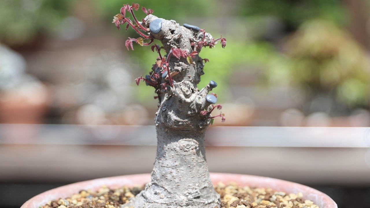 欅盆栽、〇〇円で購入しました