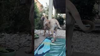 Video preview image #1 Brazilian Mastiff Puppy For Sale in Jasper, AL, USA
