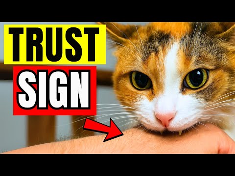 10 Things Your Cat Does When It Loves You