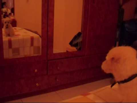 Dog barking at himself