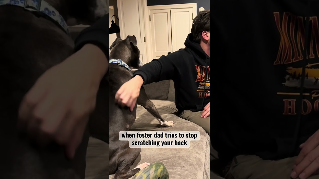 Enlarge BLUEBERRY, a Adoptable mixed breed in Philadelphia, PA video 3/6