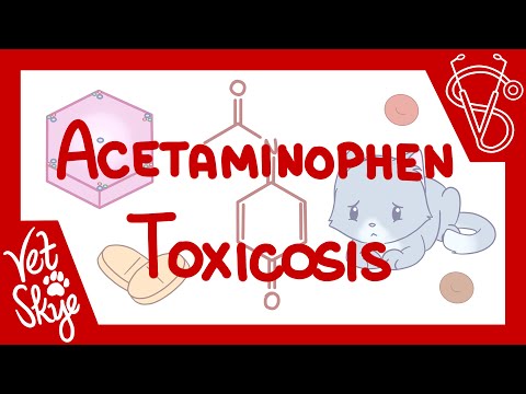 Acetaminophen Toxicosis - metabolism, toxicology, pathophysiology, diagnosis, treatment, prevention