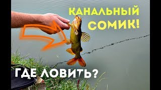 Ловля канадского сомика на донку резинку