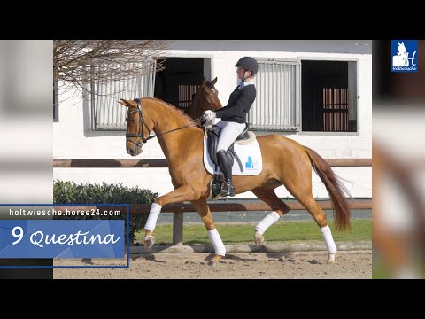 Trainingsvideo 1. Holtwiesche Online-Auktion Lot 9 Questina Stute v. Quaterhall - Weltmeyer