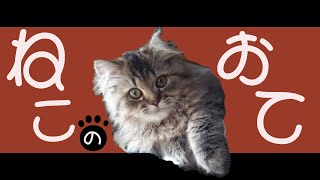 【歌コレ2025秋TOP100】ねこのおて / さむ【歌ってみた】