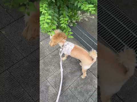 経営学科 草が気になるトイプードル12ヶ月　 #toypoodle #トイプードル