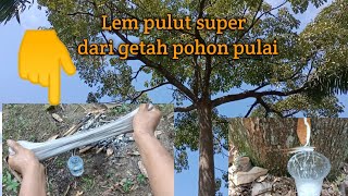 Download lagu #pulutburung Cara membuat lem pulut dari getah pohon pulai mp3 Download lagu #pulutburung Cara membuat lem pulut dari getah pohon pulai mp3
